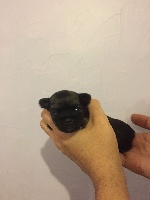 CHIOT
