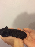 CHIOT