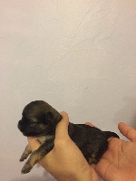 CHIOT