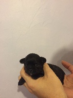 CHIOT